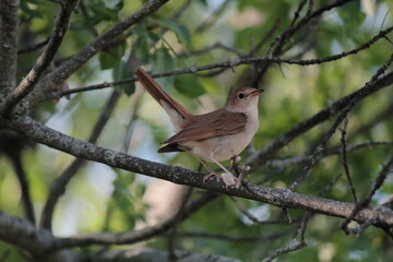 Ruise&ntilde;or con la cola en alto. Sierra de Guadarrama