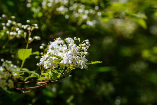 White flowers of the deutzie (deutzia Lemoine), ornamental shrubs in the garden