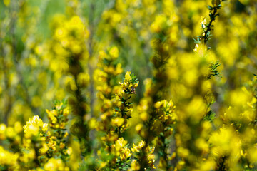  Yellow flower Cytisus ratisbonensis in the spring time. Cytisus ratisbonensis is honey plants. Bee collect pollen from flowers and buds