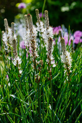 Asphodelus ramosus, also known as branched asphodel, is a perennial herb in the Asparagales order