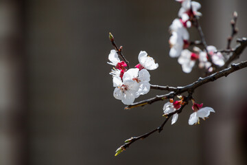 blossoms booming in the springtime