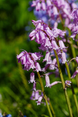 Obraz premium Hyacinthoides hispanica, Spanish bluebells, Iberian bulbous perennial native species, Spring flower