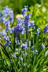 Hyacinthoides hispanica, Spanish bluebells, Iberian bulbous perennial native species, Spring flower