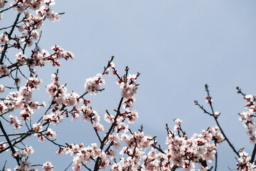 blossoms booming in the springtime