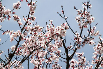 blossoms booming in the springtime
