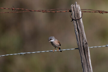 Fauvette à lunettes Curruca conspicillata en  gros plan en Camargue