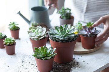 Young girl is planting green echeveria succulent. Concept of home gardening, house plants, hobby, leisure. DIY garden, handmade natural gift. White background, close up