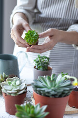 Young girl is planting green echeveria succulent. Concept of home gardening, house plants, hobby, leisure. DIY garden, handmade natural gift. White background, close up