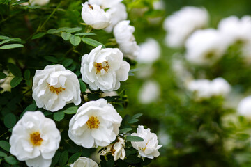 Obraz na płótnie Canvas White wild rose (Rosa rugosa) in the garden