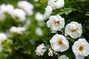 White rose bush in natural green background