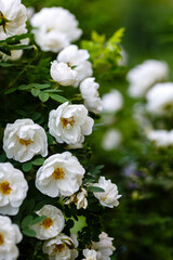 Fototapeta na wymiar White wild rose (Rosa rugosa) in the garden