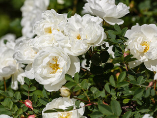 Obraz na płótnie Canvas White rose bush in natural green background