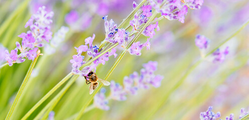 Honey bees collecting pollen from purple Lavender. Brihuega, Guadalajara, Castilla - La Mancha, Spain, Europe
