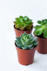 Echeveria Succulent house plant in a pot. Concept of home gardening, hobby, leisure time. White wooden background. Close up, macro