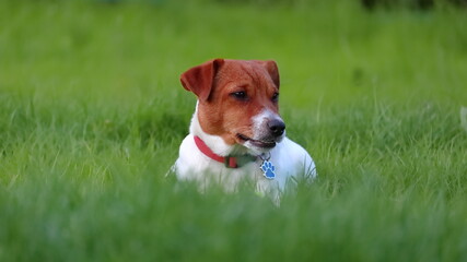 Jack Russell Terrier dog on the grass pies na trawie © jarizPJ