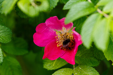 Blooming purple wild rose close-up. Bumblebee on the fragrant flower the wild rose.