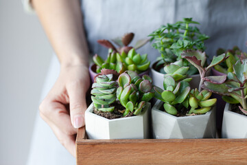 Young beautiful girl in a blue apron is holding wooden tray with assortment of green echeveria succulent plant. Concept of home gardening, house plants, hobby, leisure. Close up, macro