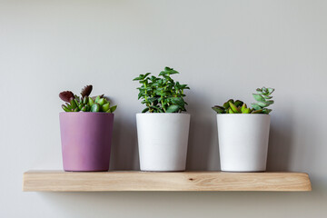 Three ceramic pots with succulents on a wooden shelf. Concept of house plants, home gardening, hobby, leaisure. Scandinavian room design, minimalism in decor. Close up, copy space for text