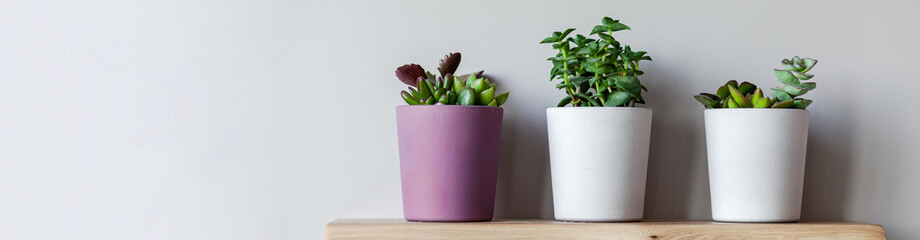 Three ceramic pots with succulents on a wooden shelf. Concept of house plants, home gardening, hobby, leaisure. Scandinavian room design, minimalism in decor. Close up banner, copy space for text