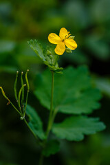 Yellow flowers of celandine. Chelidonium in natural background. Medicinal plant in garden