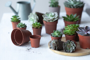 Mix of different Echeveria Succulent house plant in pots. Concept of home gardening, hobby, leisure time. White wooden background. Close up, macro