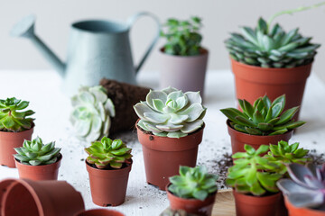 Mix of different Echeveria Succulent house plant in pots. Concept of home gardening, hobby, leisure time. White wooden background. Close up, macro
