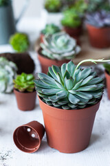 Mix of different Echeveria Succulent house plant pots. Concept of home gardening, hobby, leisure. White wooden background. Close up, macro