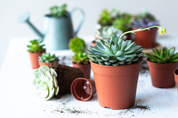 Mix of different Echeveria Succulent house plant pots. Concept of home gardening, hobby, leisure. White wooden background. Close up, macro