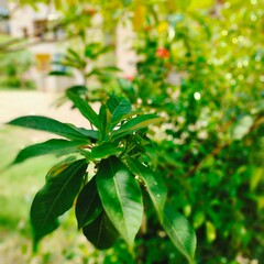 fresh basil leaves 