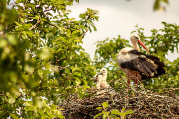 bird stork with chicks in the nest