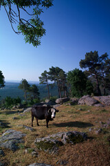 góry krajobraz zwierzęta krowy widok wiosna