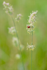 Ladybird on grass in blured green background
