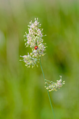 Ladybird (ladybug) on grass in summer time. Summer background
