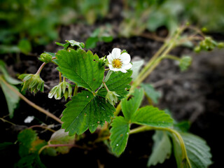 blooming strawberry flower and leaves close up 