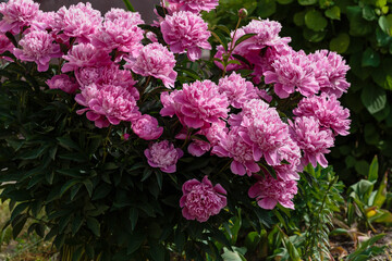 Pink peony flowers in the garden. Flowering peonies on a natural background.
F