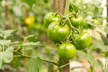 greenhouse unripe green tomatoes fresh vegetables closeup