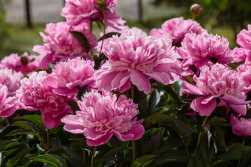 Pink peony flowers in the garden. Flowering peonies on a natural background.
F
