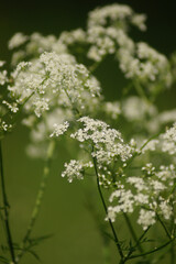 Ajwain on macro shooting