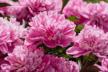 Pink peony flowers in the garden. Flowering peonies on a natural background.
F