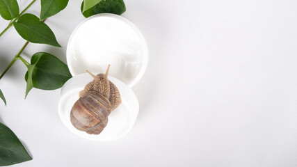 snail mucin cosmetics with copy space on white background