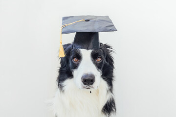 Naklejka na ściany i meble Funny proud graduation puppy dog border collie with comical grad hat isolated on white background. Little dog in graduation cap like student professor. Back to school. Cool nerd style, Funny pet