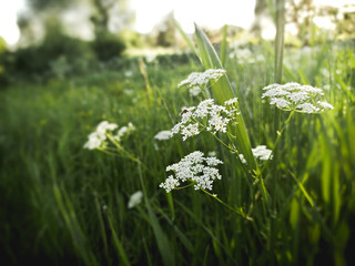 blooming green plant with white umbels