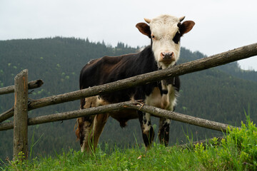 a young bull behind a fence in the mountains

