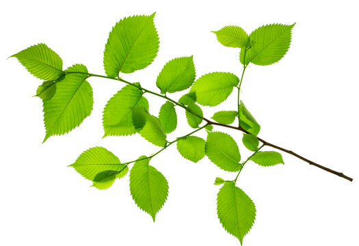 Twigs with beautiful green leaves isolated on a white background. Botanical element for decoration.template for design