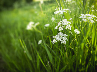 blooming plant with white umbels in grass