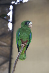 parrot on a branch
