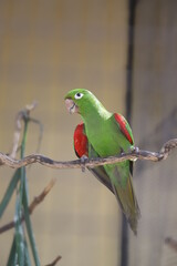 green winged macaw