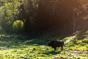 European bison (Bison bonasus) Adult Bull in Reserve at Muczne in Bieszczady Mountains, Poland