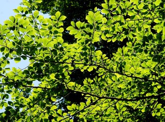 green leaves of fagus sylvatica - beech tree at spring