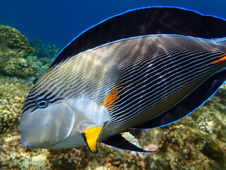 Sohal surgeonfish or sohal tang or arabian surgeonfish (Acanthurus sohal) undersea, Red Sea, Egypt, Sharm El Sheikh, Nabq Bay